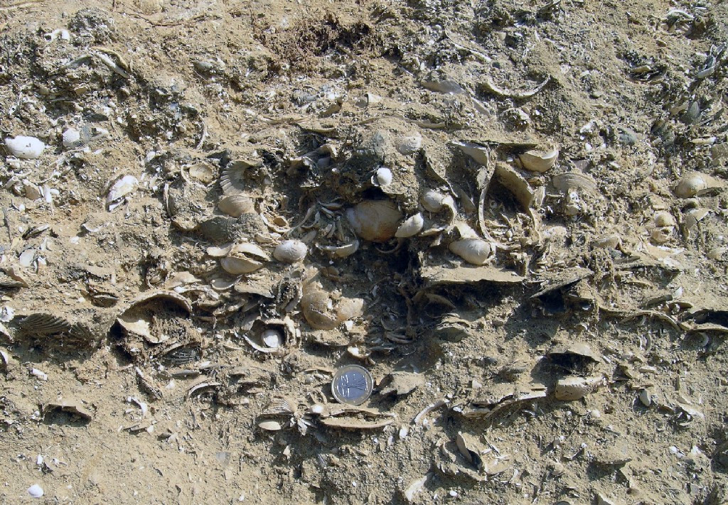 Risultati immagini per fossili piemonte
