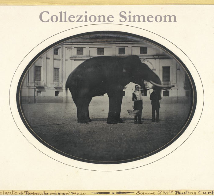 La Collezione Simeom su MuseoTorino