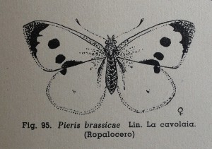 Pieris brassicae, in Mario Sturani, Vita delle farfalle, Francesco De Silva, Torino 1947, p. 121