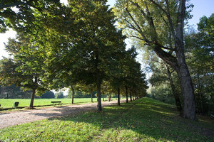 Uno dei sentieri del parco Colletta. Fotografia di Roberto Goffi, 2010. © MuseoTorino.