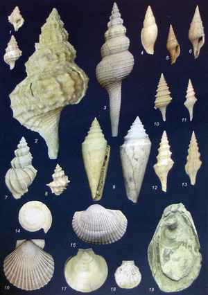 Selezione di fossili di molluschi marini tipici della Formazione delle Argille Azzurre. Fotografia di Piero Damarco, 2009, su gentile concessione dell'autore.