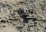 I fossili di mare poco profondo delle Sabbie di Asti