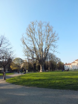 Parco della Tesoriera, albero secolare. Fotografia di Paola Boccalatte, 2014. © MuseoTorino