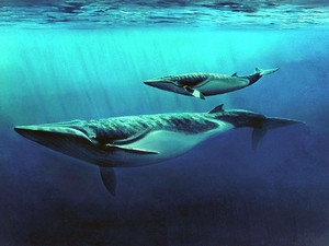 Diorama pittorico dell’ambiente di vita della balenottera di San Marzanotto. Fotografia di Piero Damarco, 2009, su gentile concessione dell'autore.