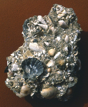 Campione di sabbia fossilifera dalla sezione del Castello di Valleandona. Fotografia di Giulio Pavia, 1976. © Dipartimento di Scienze della Terra, Università di Torino