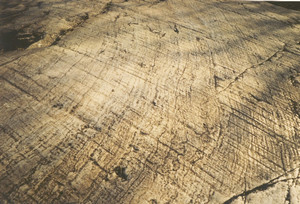 Rocce montonate, levigate con strie che indicano la direzione di movimento del ghiacciaio della Val di Susa. Fotografia di Antonella Nicolussi Rossi. Dipartimento di Scienze della terra, Università degli studi di Torino.