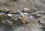 I fossili di mare medio-alto delle Sabbie di Asti
