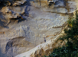 Affioramento di sabbie e ghiaie del Pliocene continentale di Arboschio di Villafranca d’Asti. Fotografia di Giulio Pavia, 1976, Dipartimento di Scienze della Terra, Università di Torino.
