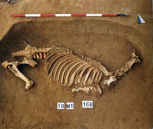 Sepoltura di un cavallo decapitato ritualmente e deposto presso la tomba, scomparsa, di un cavaliere di rango elevato, forse capo della comunità al tempo dell’arrivo in Italia, nel 570. © Soprintendenza per i Beni Archeologici del Piemonte e del Museo Antichità Egizie.