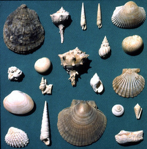 Selezione di fossili di molluschi marini tipici della parte inferiore della Formazione delle Sabbie di Asti. Archivio del Dipartimento di Scienze della Terra, Università di Torino.