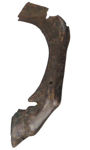 La zampa di cavallo in bronzo. © Soprintendenza per i Beni Archeologici del Piemonte e del Museo Antichità Egizie.