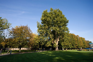 Parco della Tesoriera. Fotografia di Roberto Goffi, 2010. © MuseoTorino